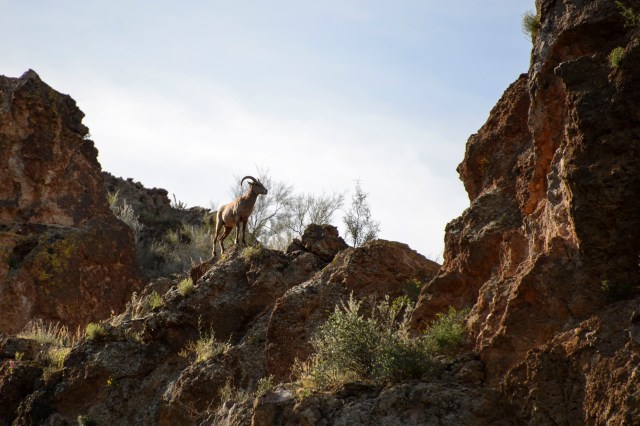 2015 03 24 Canyon Lk 064