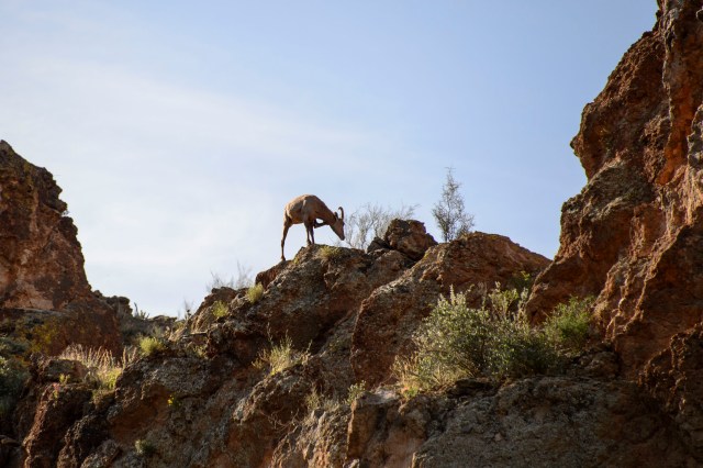 2015 03 24 Canyon Lk 066