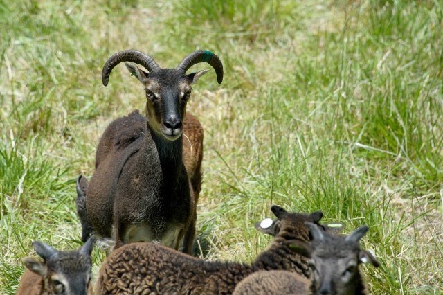 07 2015 06 06 Saltmarsh 001