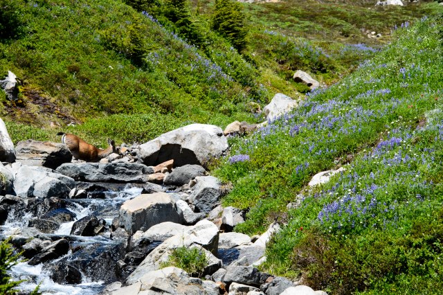 27 2015 06 14 Rainier 032