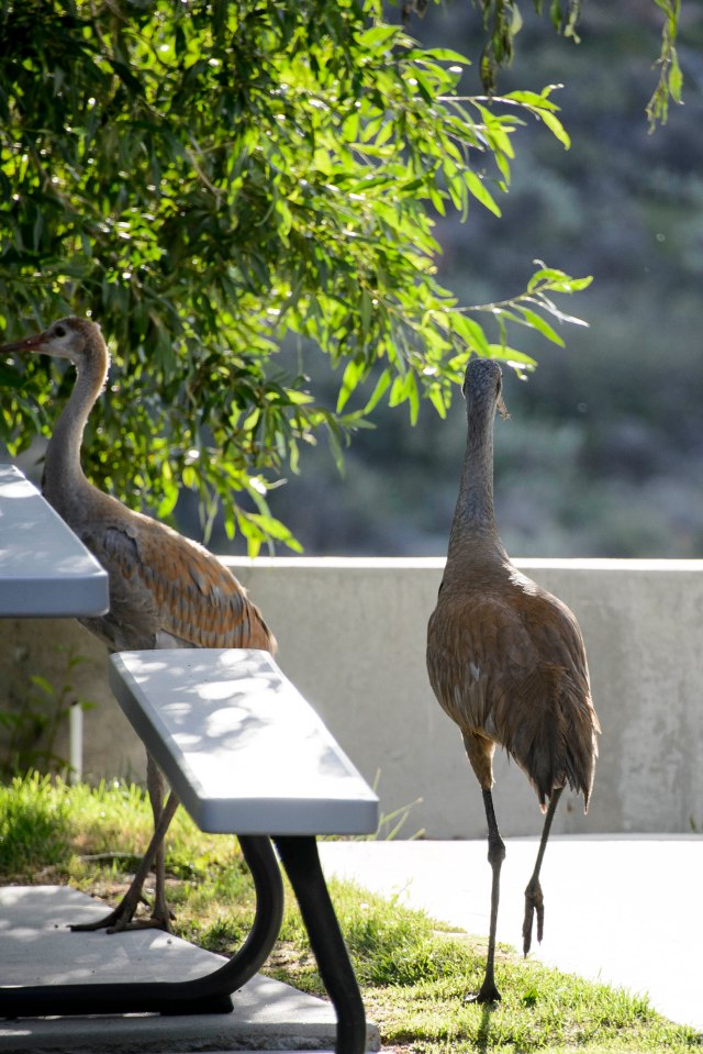 106 2015 07 15 Cranes 001