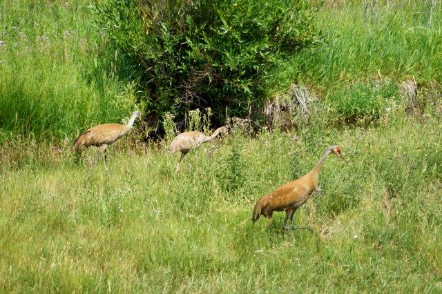 107 2015 07 20 Cranes 003