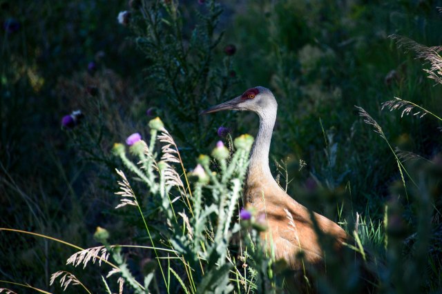 108 2015 07 24 Cranes 005