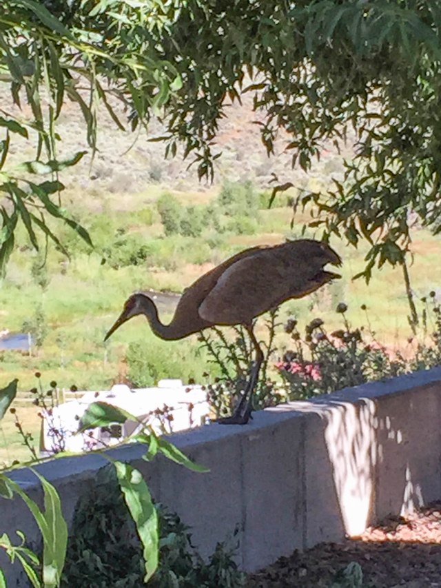 109 2015 07 24 Cranes 011