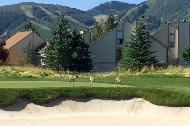 145 2015 08 13 BruGolf 002