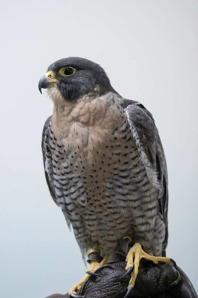 155 2015 09 10 Raptors 018