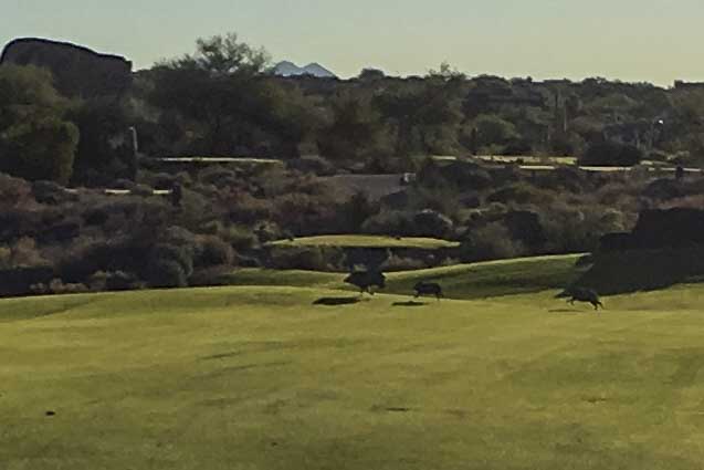 04 2015 11 2_5 Golf 006