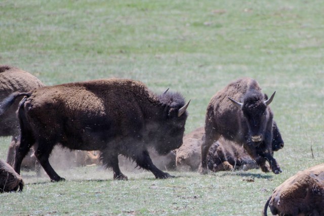 101 2016 06 02 b Buffalo 002