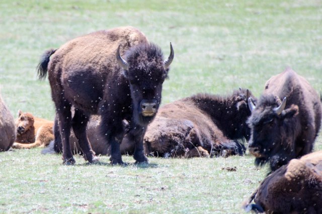 102 2016 06 02 b Buffalo 004