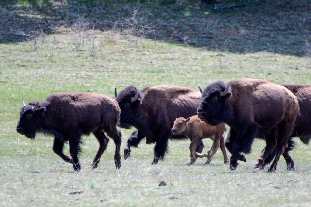 103 2016 06 02 b Buffalo 011