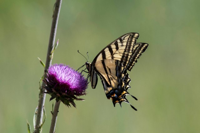 176 2016 07 23 Hike003