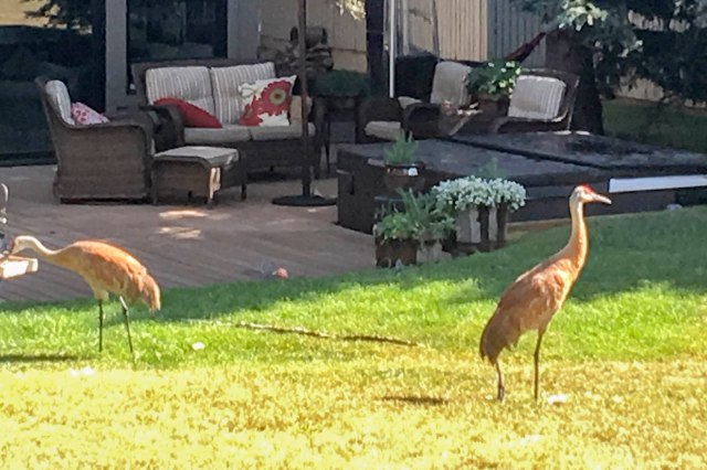 179 2016 07 25 Cranes