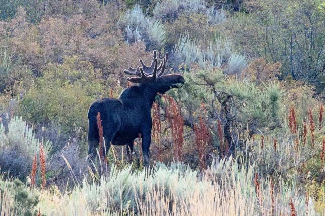 181 2016 08 05 Moose 005