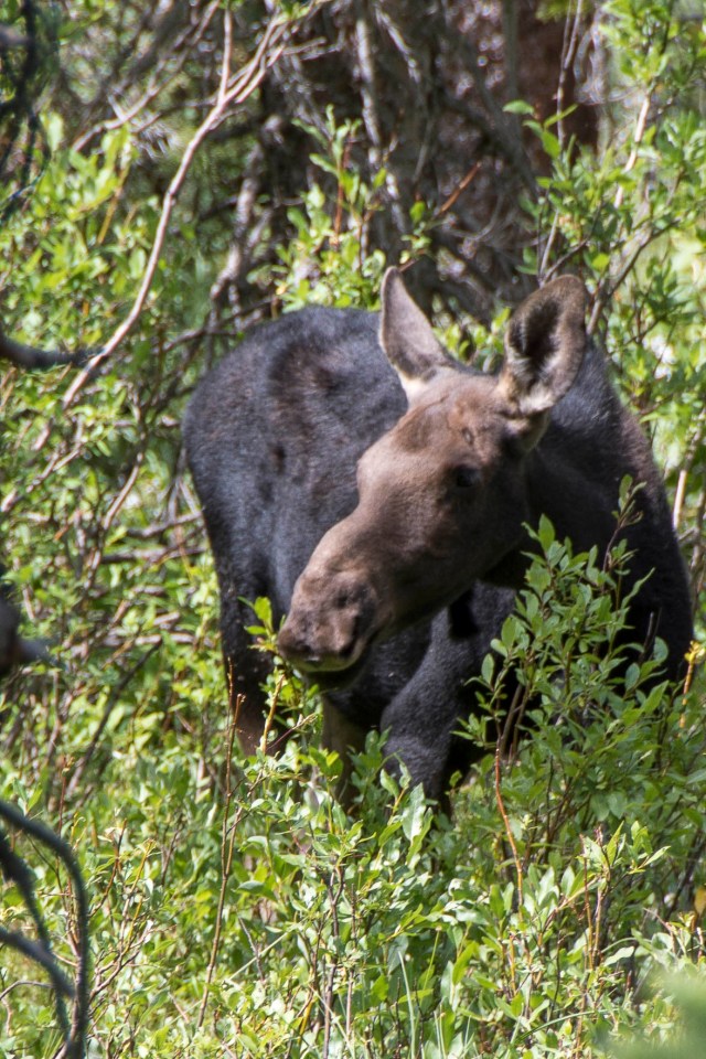 200 2018 08 17 Cath Lake Hike 019
