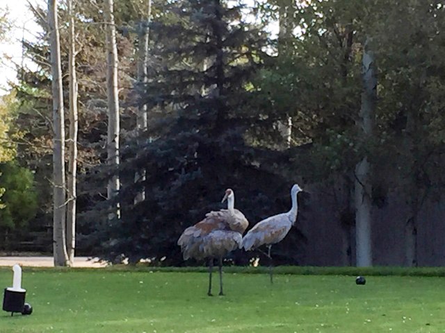 2016 09 02 PCGC colors 005