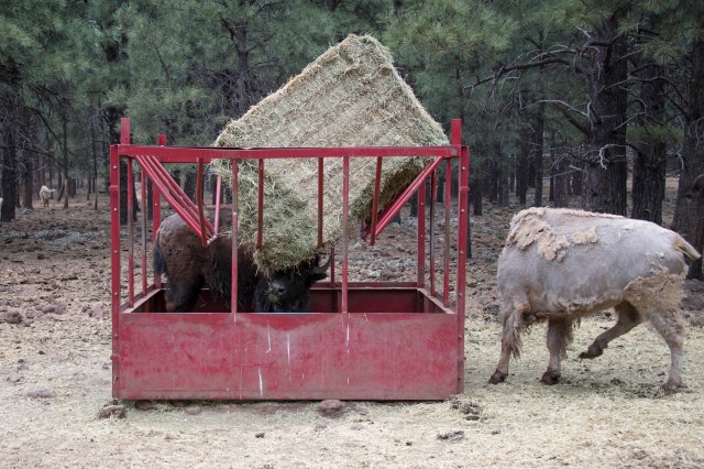 008 2017 06 03 Arbear032