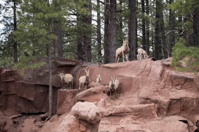 009 2017 06 03 Arbear034