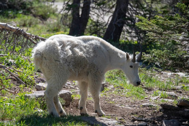 070 2018 07 12 Logan Pass 015