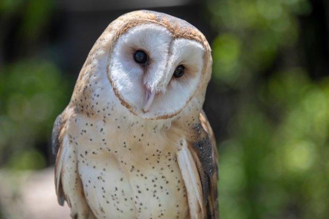 210 2019 06 04 Elk Pres011