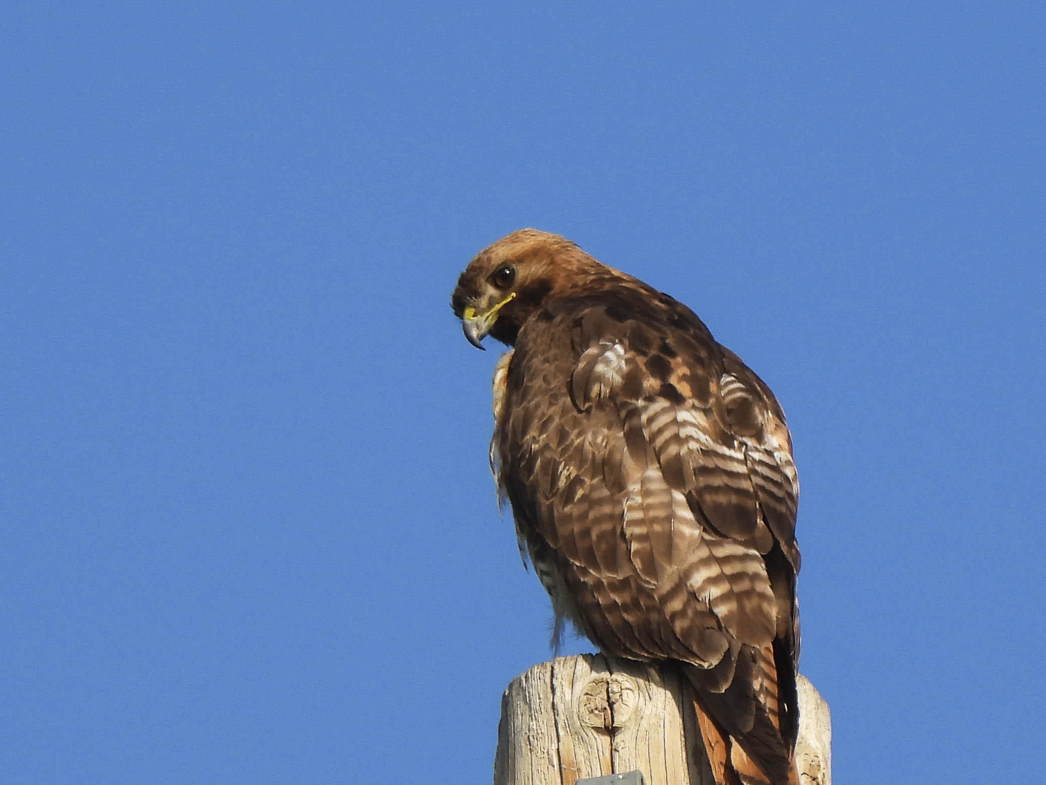 17 2020 07 16 hawk011