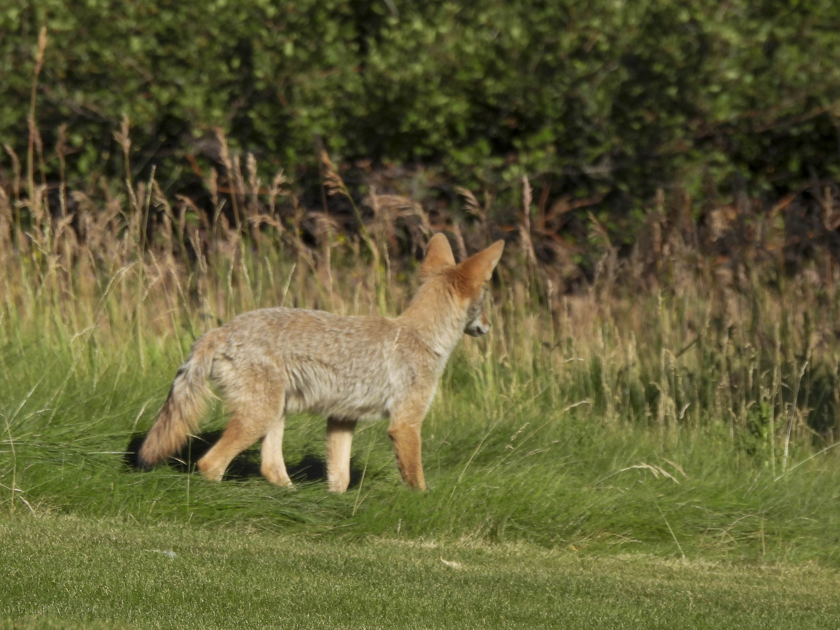 18 2020 07 20 Coyote