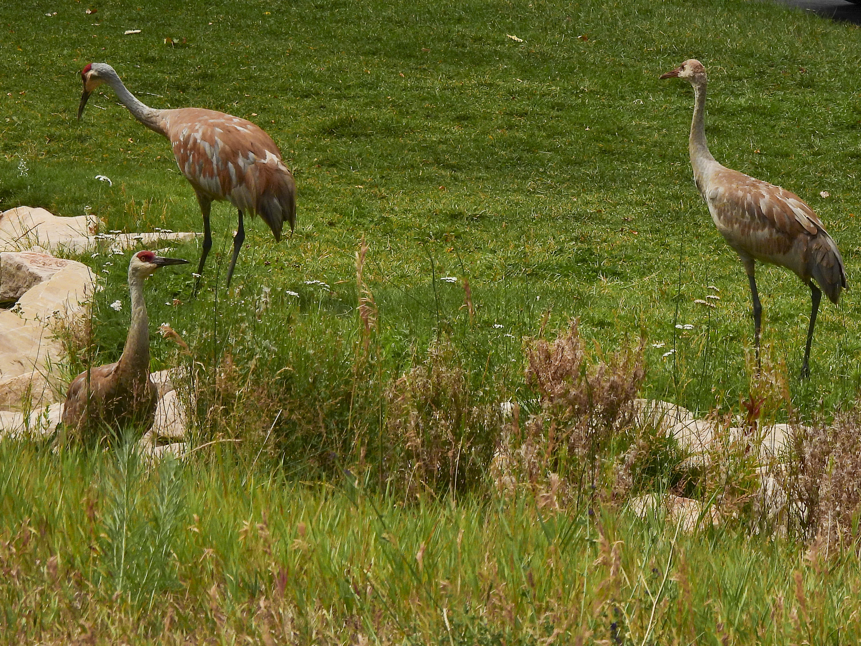 19 2020 08 24 sandhills 003