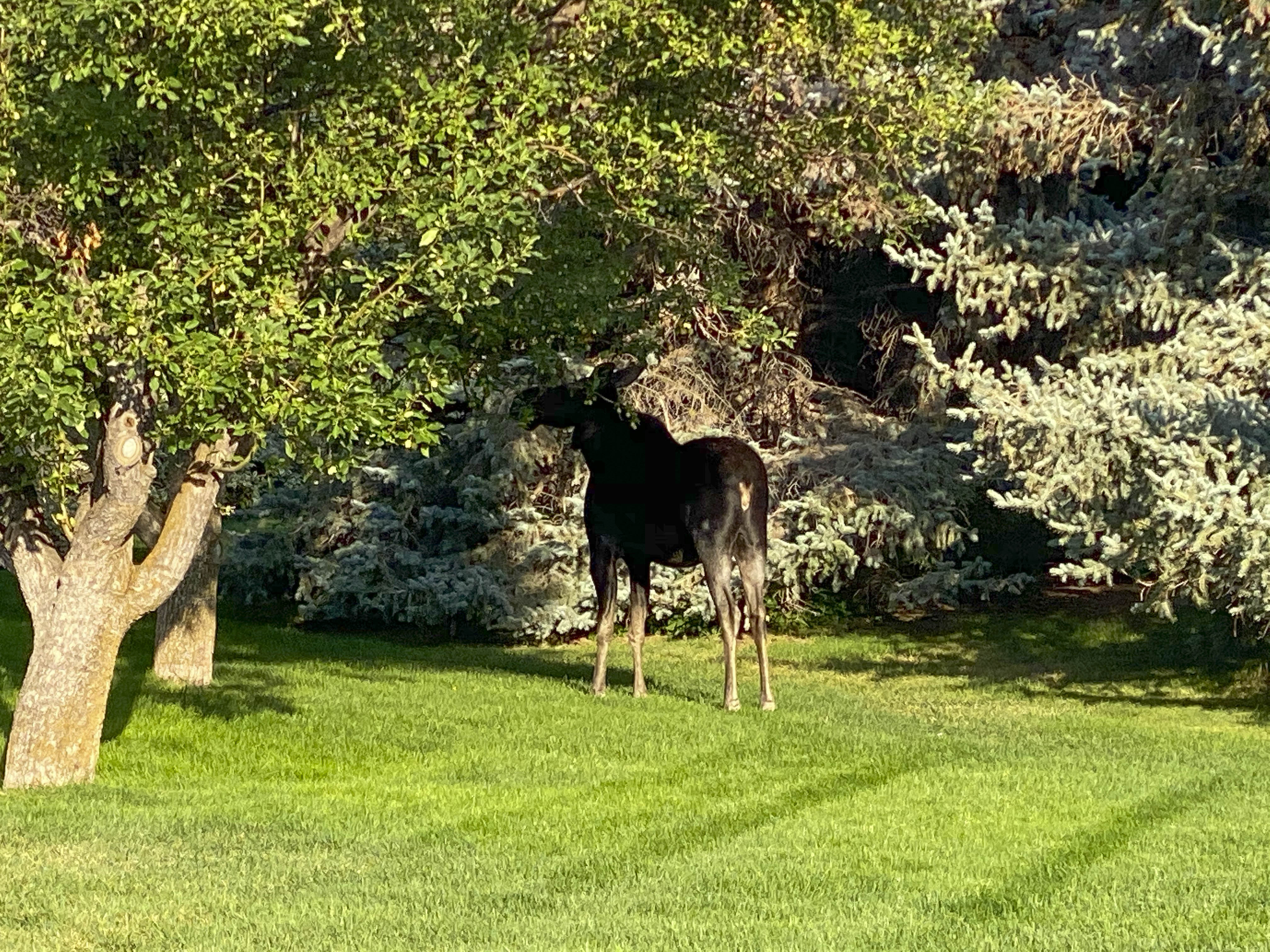 29 2020 08 25 Moose in RC005