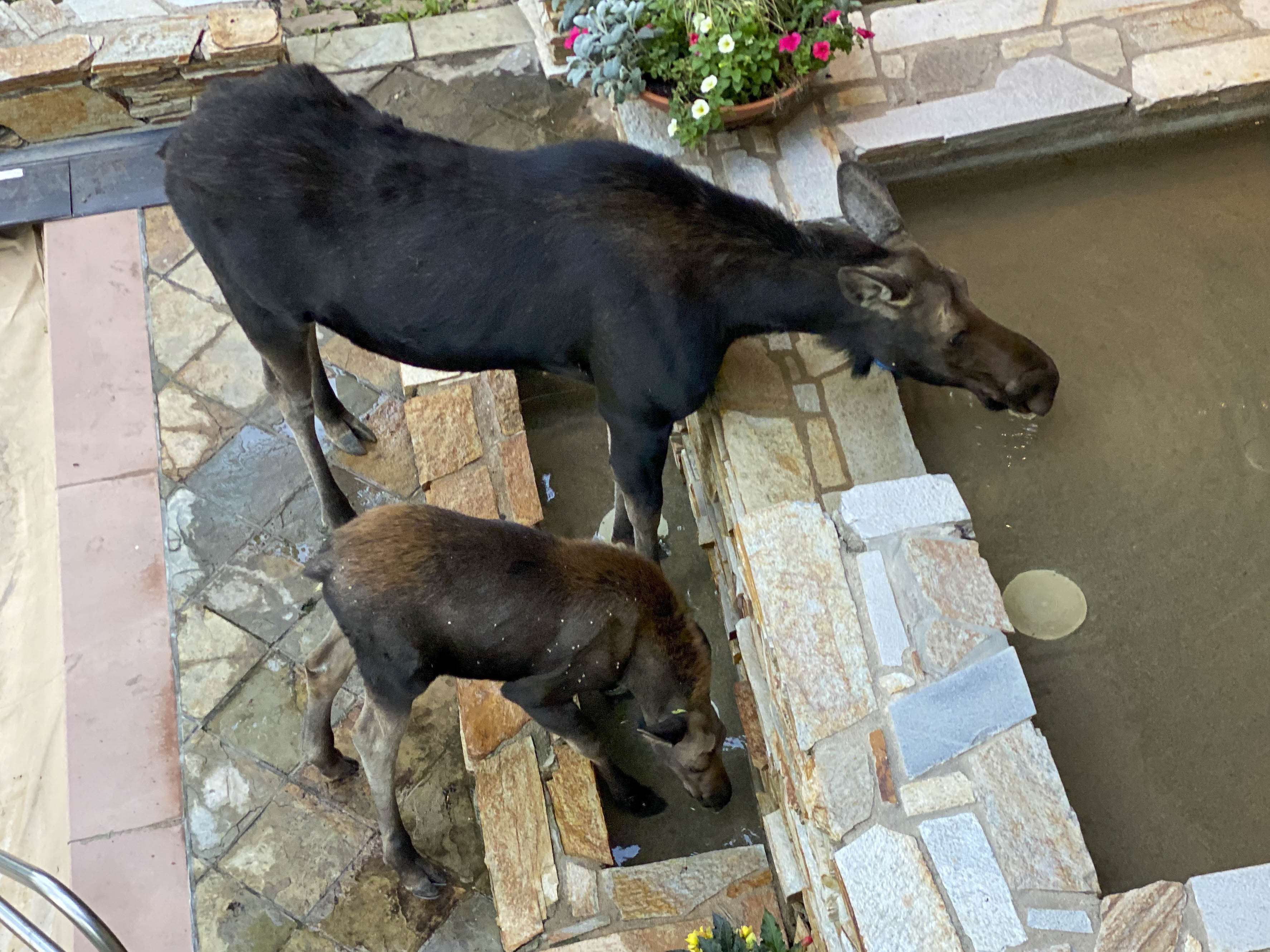 30 2020 09 04 Nitka Moose004