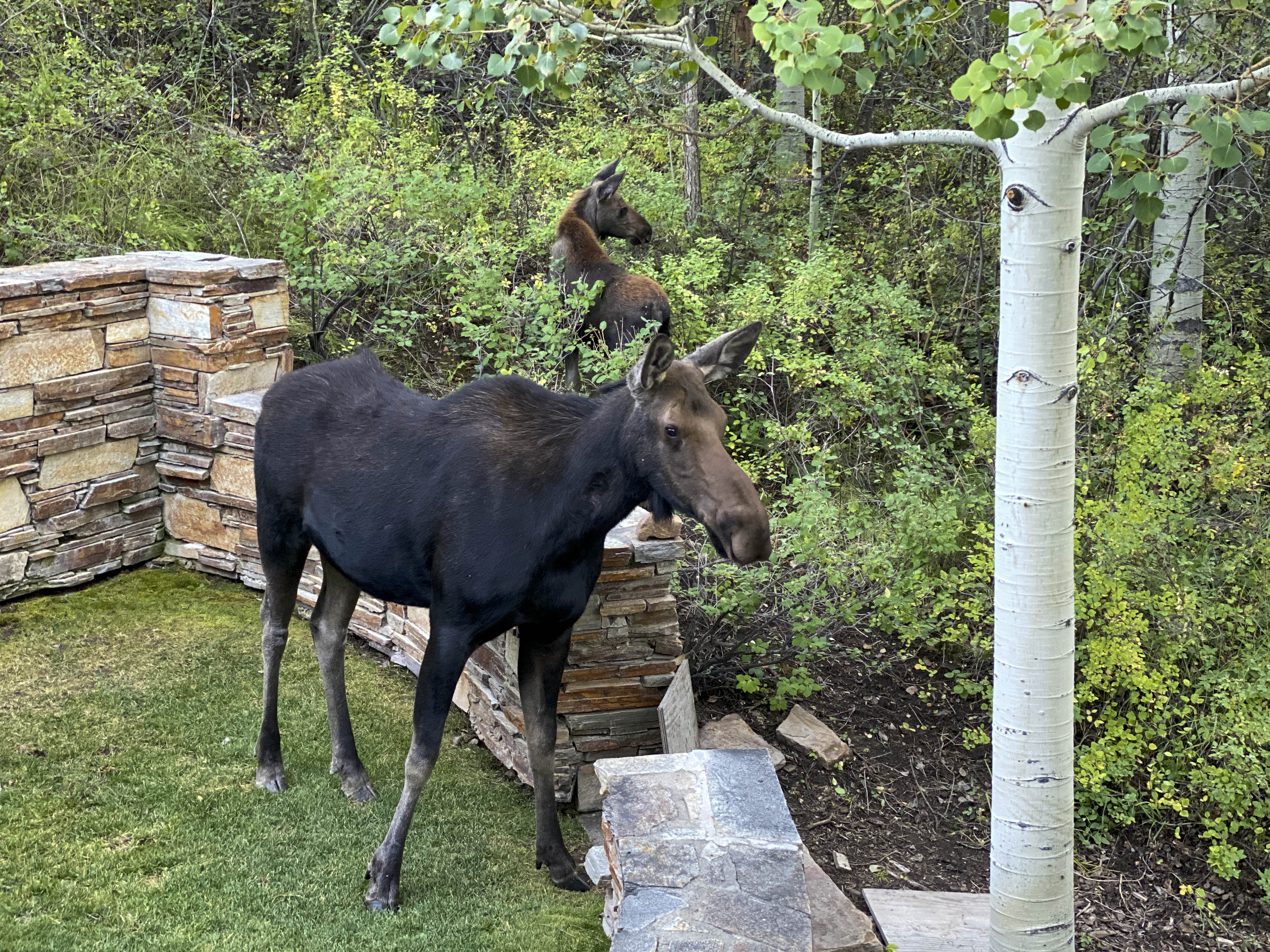 31 2020 09 04 Nitka Moose018