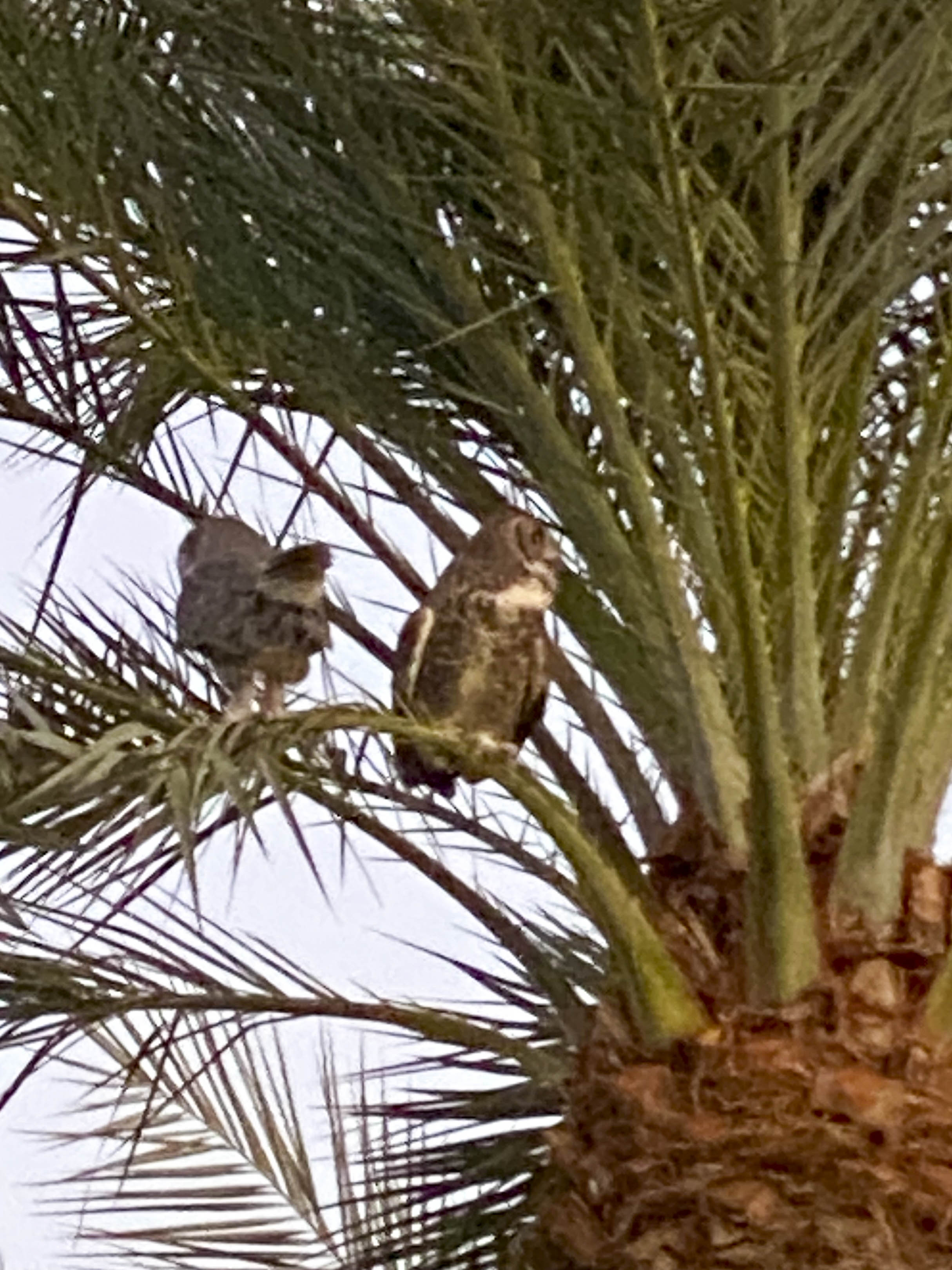 49 2020 11 05 Owls003