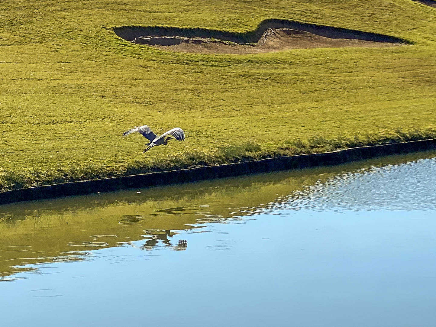 50 2020 10 28 Kierland Heron048