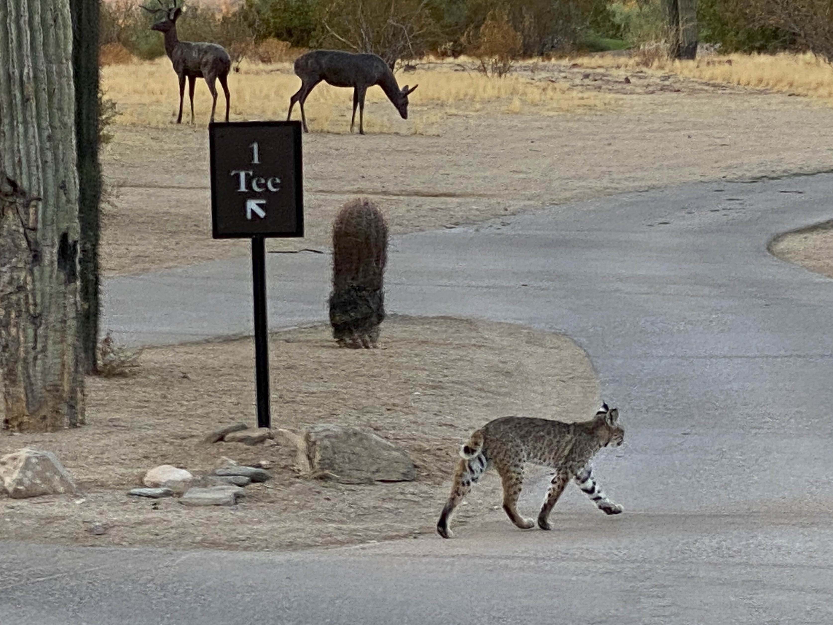 51 2020 11 05 Puma008