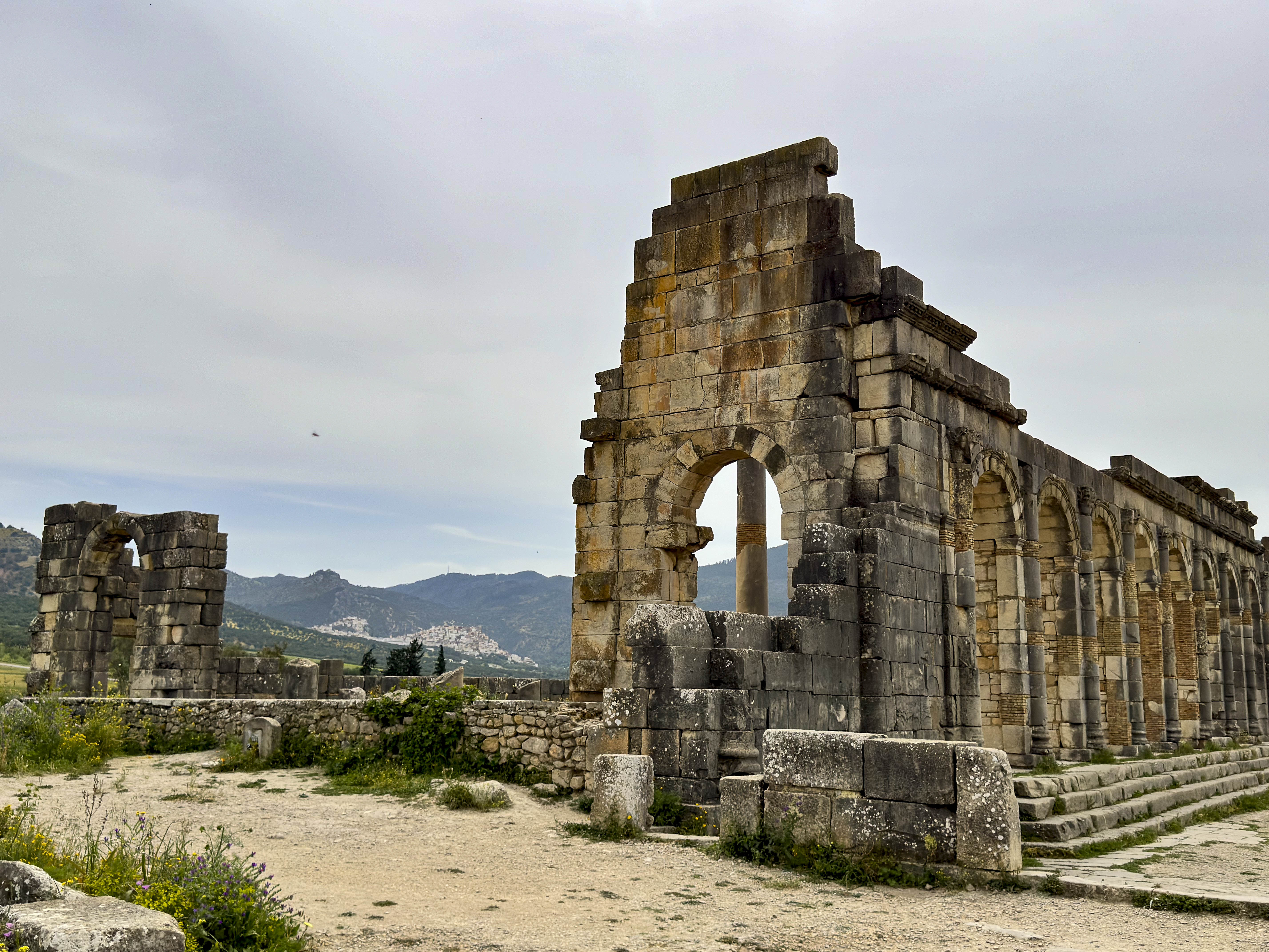Volbris Volubilis « Elizabeth & Gary's Magic Bus Tour